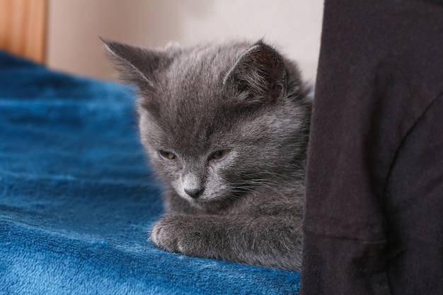 A small gray kitten falls asleep after active games sleeping cat