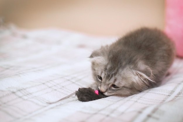 작은 회색 고양이가 침대 위의 따뜻한 담요 위에서 플러시 천으로 된 회색 마우스를 가지고 놀고 있습니다