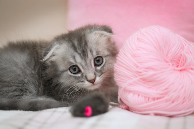 A small gray kitten is sitting at home on the bed next to balls of thread and a toy plush mouse