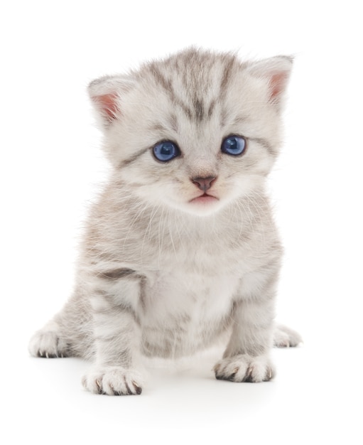 Small gray kitten isolated on white background