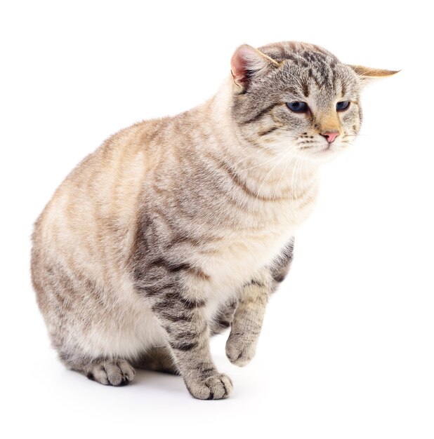 Small gray kitten isolated on white background.