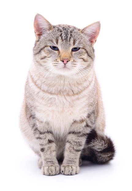 Piccolo gattino grigio isolato su sfondo bianco.