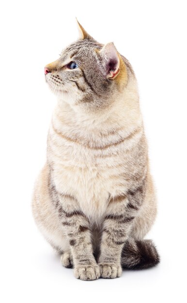 Small gray kitten isolated on white background.