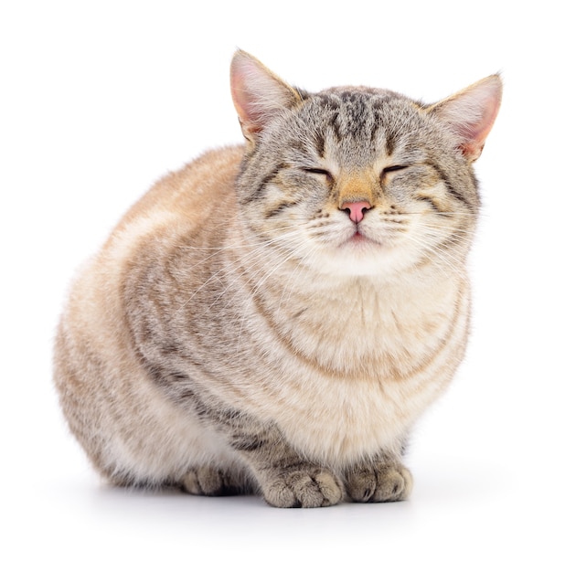 Small gray kitten isolated on white background.