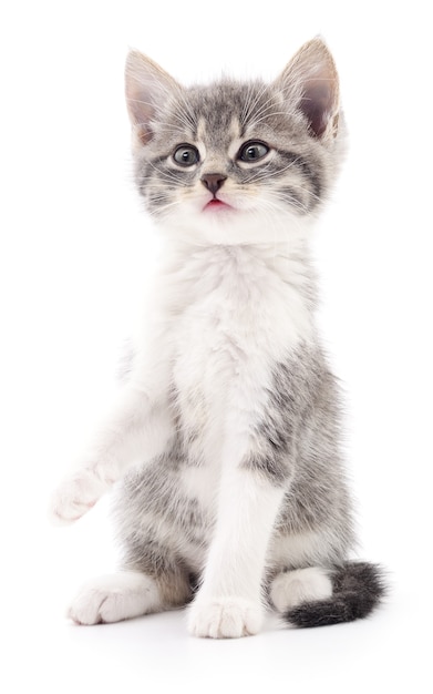 Small gray kitten isolated on white background.