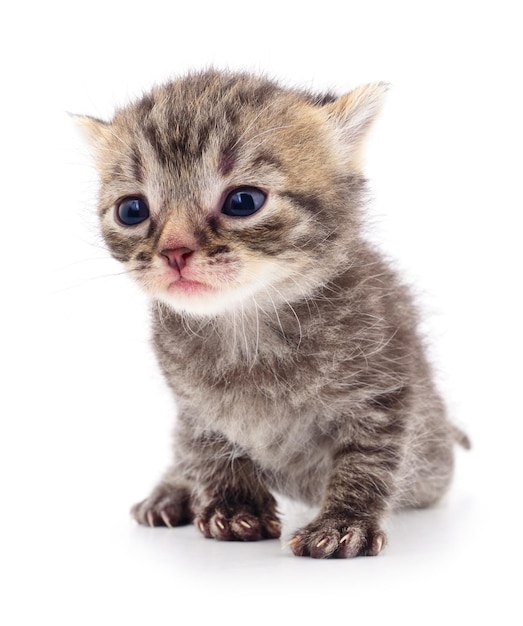 Small gray kitten isolated on white background