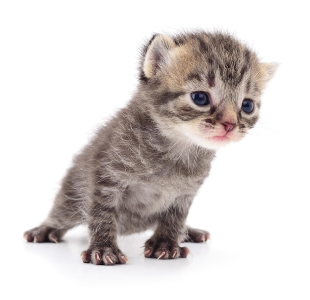 Small gray kitten isolated on white background