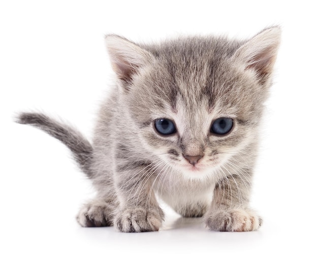 Small gray kitten isolated on white background