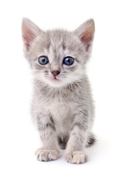 Small gray kitten isolated on white background