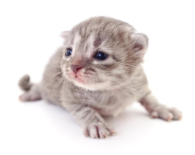 Small gray kitten isolated on white background