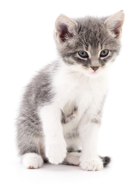 Small gray kitten isolated on white