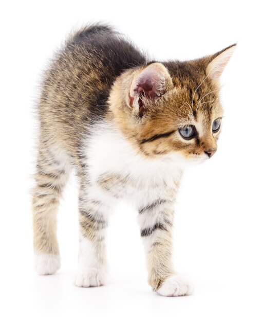 Small gray kitten isolated