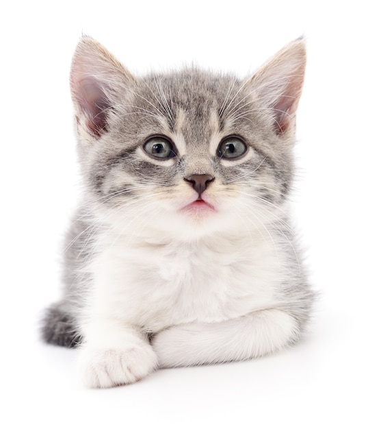 Small gray kitten isolated