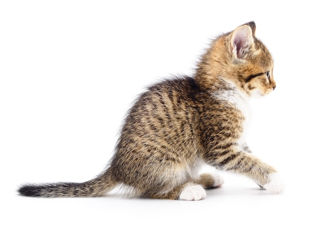 Small gray kitten isolated