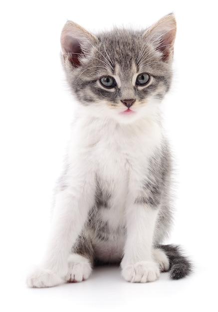 Small gray kitten isolated