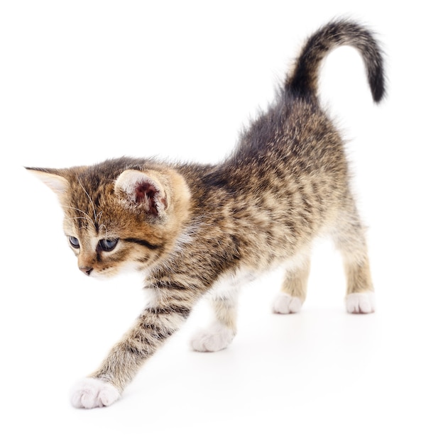 Small gray kitten isolated