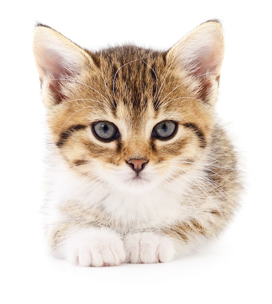 Small gray kitten isolated