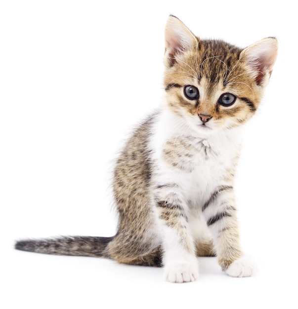 Small gray kitten isolated