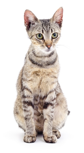 Small gray kitten isolated