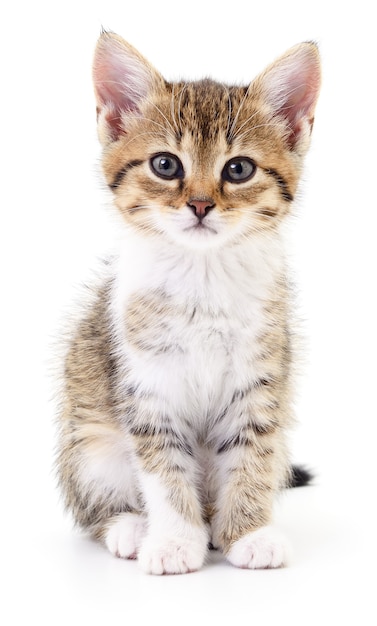 Small gray kitten isolated