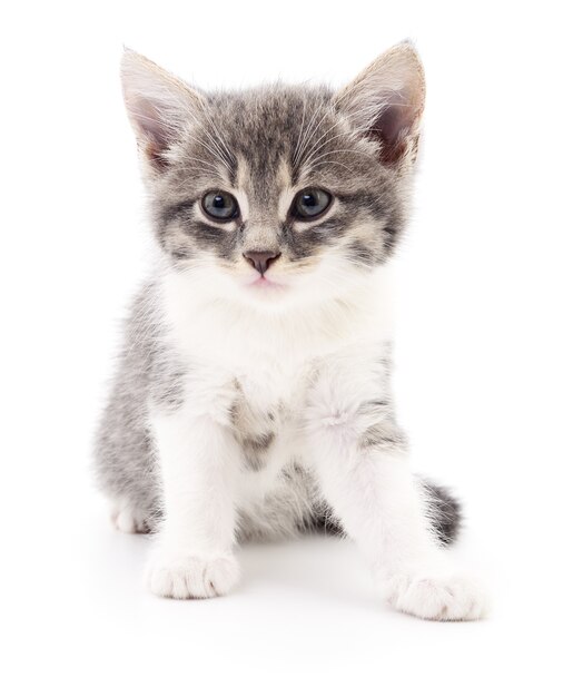 Small gray kitten isolated