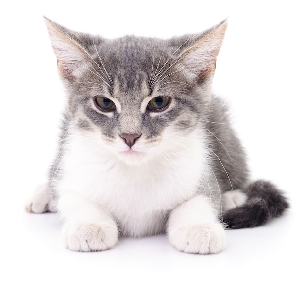 Small gray kitten isolated