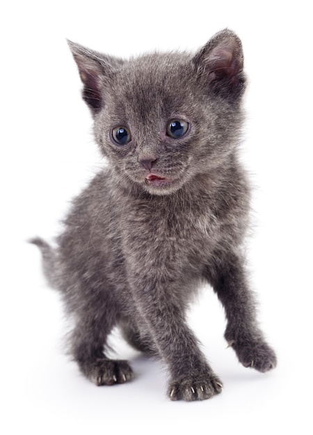 Small gray kitten isolated