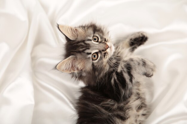 Small gray kitten lies on a white background with copy space. Top view.