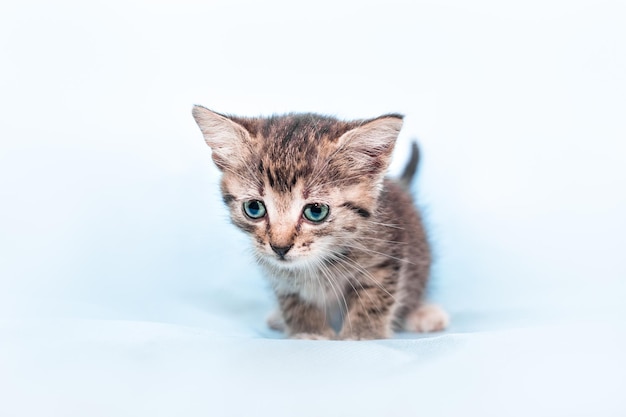 Small gray kitten on a light background cute pets