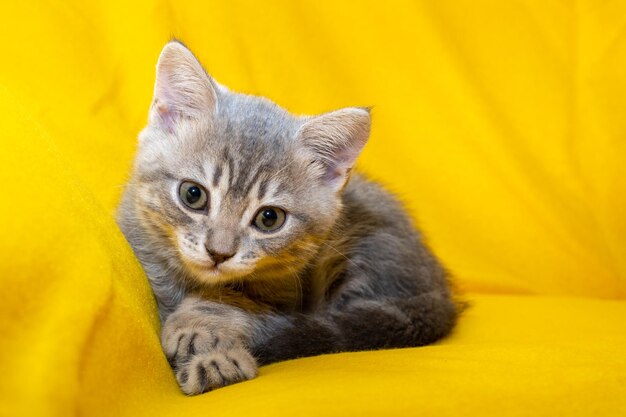 A small gray kitten lying on a yellow blanket domestic small kitten on a yellow background closeup concept of adorable little pets