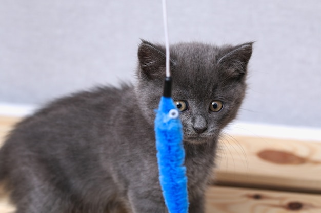 小さな灰色の子猫が釣り竿の猫のおもちゃでおもちゃで遊ぶ