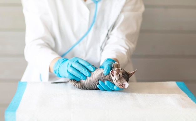 Un piccolo gattino grigio alla reception della clinica dal veterinario per l'esame