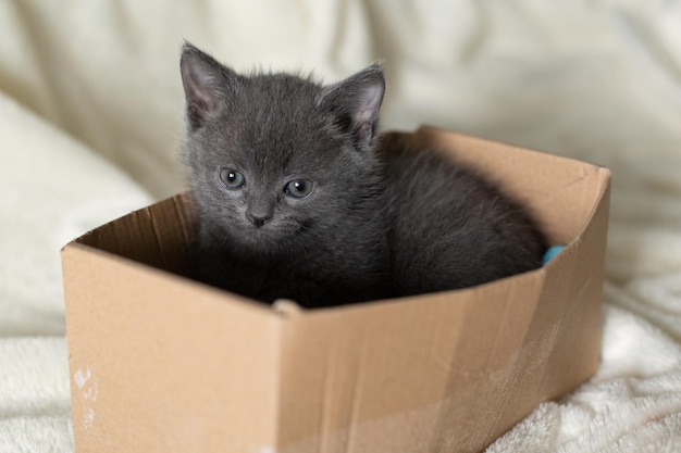 A small gray kitten sits in a cardboard box