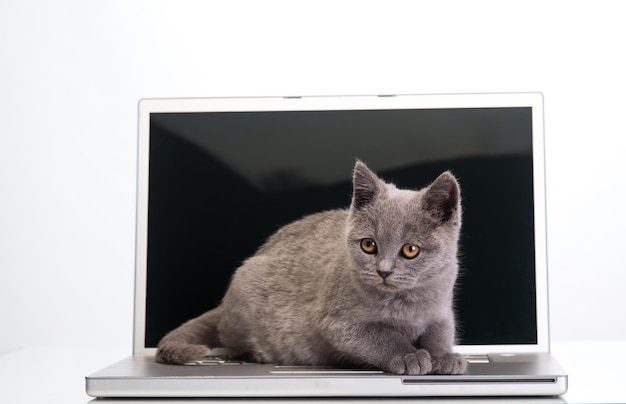 small gray kitten standing on a laptop