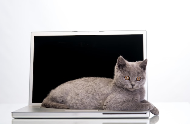 Small gray kitten standing on a laptop