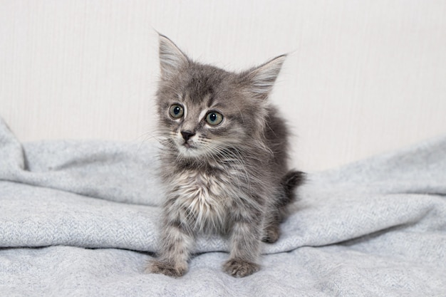 A small gray kitten stands on a gray blanket.