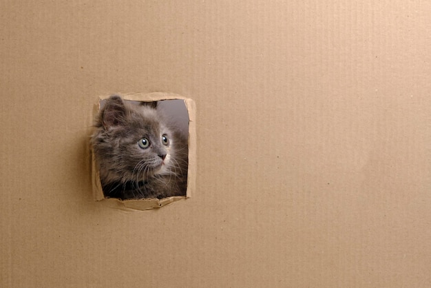 Small gray kitten struck its muzzle out cut out window in cardboard