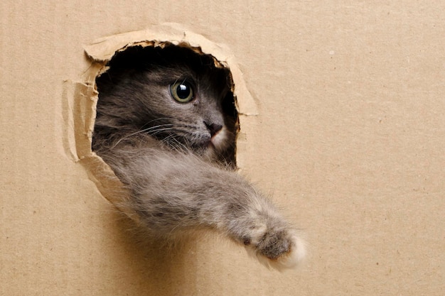 Small gray kitten stuck its muzzle and paws out window cut out in cardboard