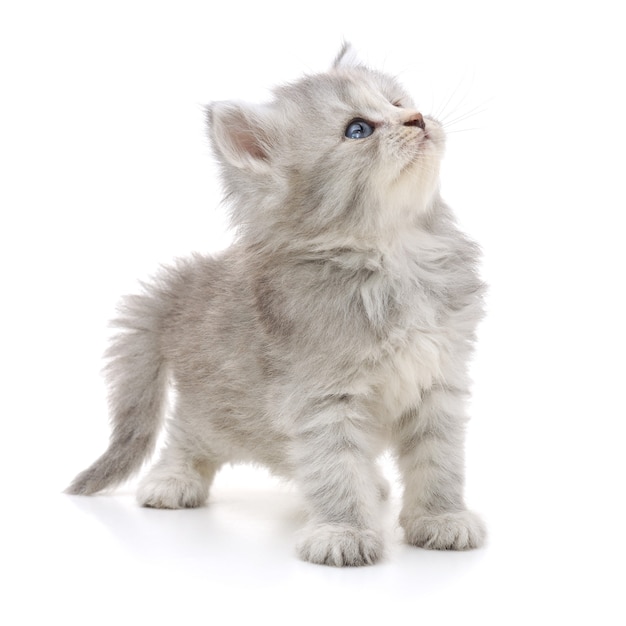 Small gray kitten on a white background