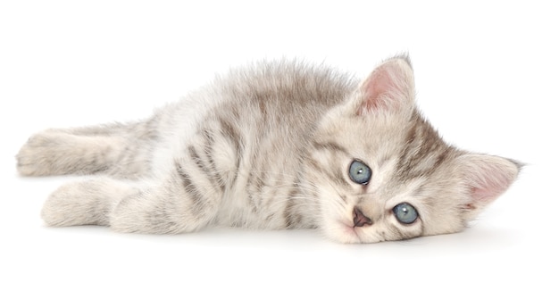 Small gray kitten on a white background