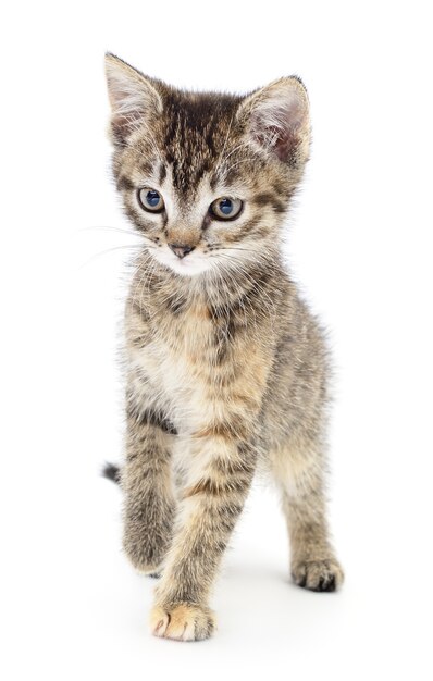 Small gray kitten on a white background