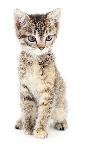 Small gray kitten on a white background