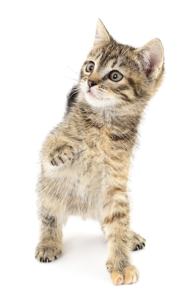 Small gray kitten on a white background