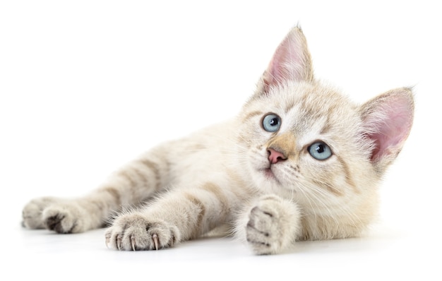 Small gray kitten on a white background