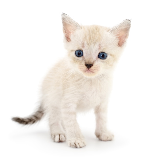 Small gray kitten on a white background