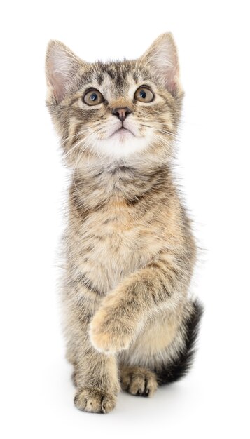 Small gray kitten on a white background