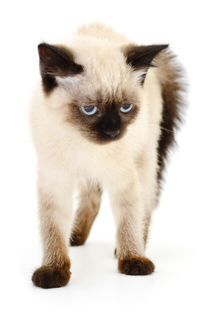 Small gray kitten on a white background