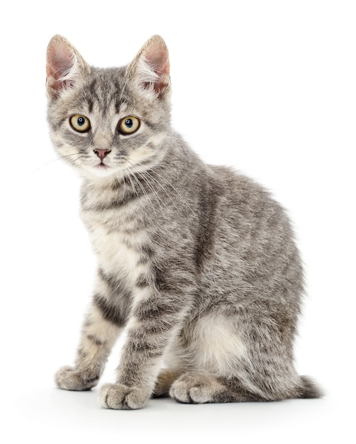 Small gray kitten on a white background