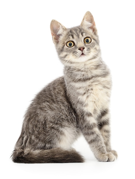 Small gray kitten on a white background