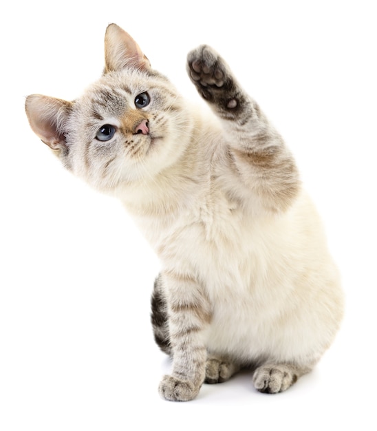 Small gray kitten on a white background